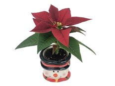 2.5" MINI POINSETTIA CERAMIC (PB)
