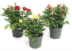 4"MINIATURE ROSE