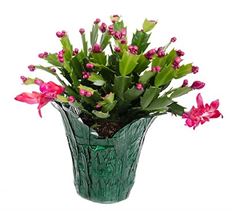4" CHRISTMAS CACTUS (PREBOOK)