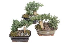 8" BONZAI