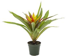 4" BROMELIAD