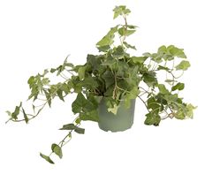 6"  IVY