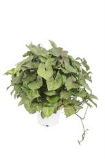 6" NEPHTHYTIS