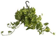 8" POTHOS HB