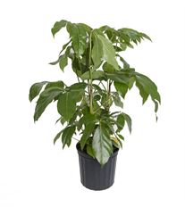 8" SCHEFFLERA
