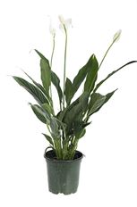 4" SPATHIPHYLLUM
