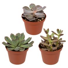 3" SUCCULENT