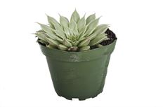 4" SUCCULENTS