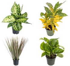 4" GREEN PLANT