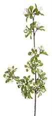 MISTLETOE SPRAY X2 GREEN