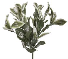 LAUREL BUSH SNOW 19"