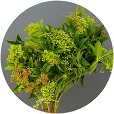 PIERIS BUD