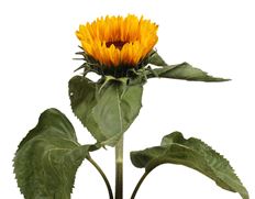 SUNFLOWER MINI