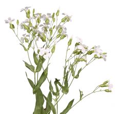 SAPONARIA