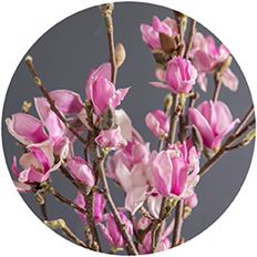 BRANCH FLOWERING MAGNOLIA