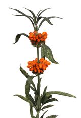 LEONOTIS / LEONURUS