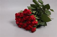ROSE RED