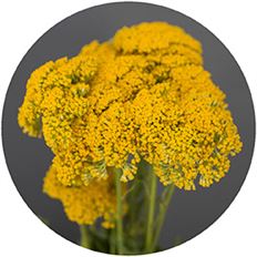YARROW