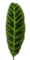 CALATHEA FOLIAGE