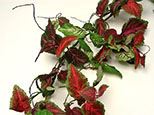 COLEUS, GARLAND 6' MIX
