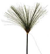 PAPYRUS BRANCH 47"