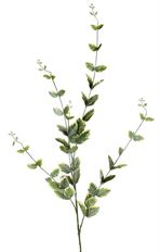 EUONYMUS 44" GREEN