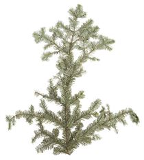 SILVER FIR BOUGHS- 25# CS