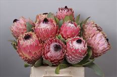 PROTEA ALBINO