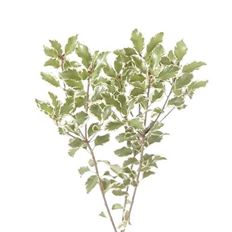 PITTOSPORUM ITALIAN