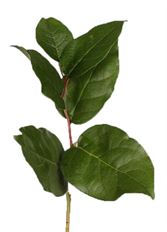 SALAL X20 CASE