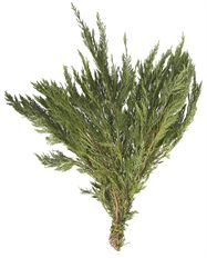 LEYLAND CEDAR
