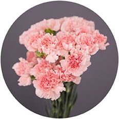 CARNATION PINK