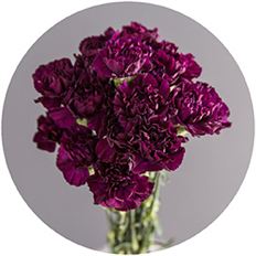 CARNATION PURPLE