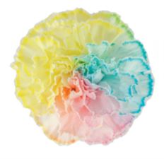 CARNATION TINTED