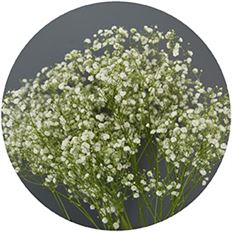 GYPSOPHILA XLENCE