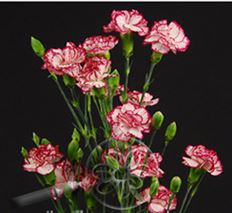 CARNATION MINI PEPPERMINT