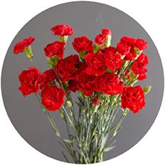 CARNATION MINI RED