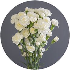 CARNATION MINI WHITE