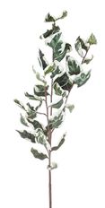 EUPHORBIA MARGINATA SPRAY 36"