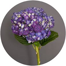 HYDRANGEA, SUPREME S.A.