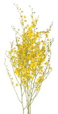 ORCHID ONCIDIUM SPRAY