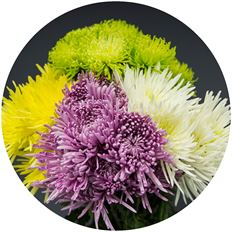 MUM FUJI SPIDER CHRYSANTHEMUM