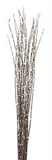 PUSSY WILLOW - LONG 25-STEM