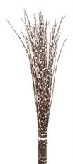 PUSSY WILLOW - MEDIUM 50-STEM