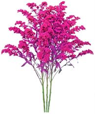 SOLIDAGO TINTED