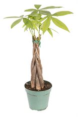 4" MONEY TREE