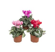 6.5" CYCLAMEN