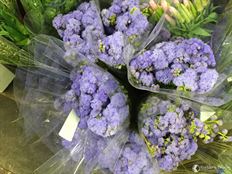 AGERATUM