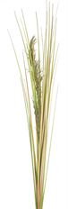 COASTAL GRASS 58"