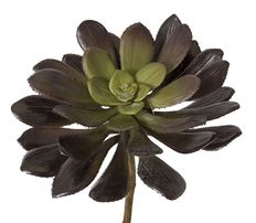 ECHEVERIA 13"
